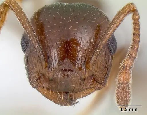Crematogaster emeryana specimen CASENT0106034 image casent0106034_2