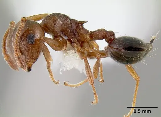 Crematogaster emeryana specimen CASENT0106034 image casent0106034_3