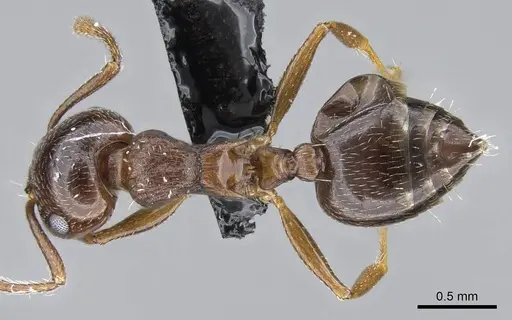 Crematogaster emeryana specimen CASENT0914535 image casent0914535_1