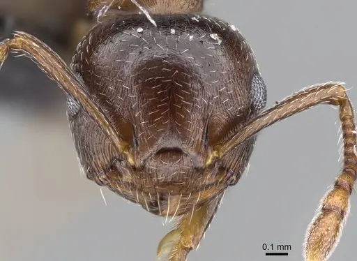 Crematogaster emeryana specimen CASENT0914535 image casent0914535_2