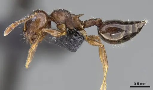 Crematogaster emeryana specimen CASENT0914535 image casent0914535_3