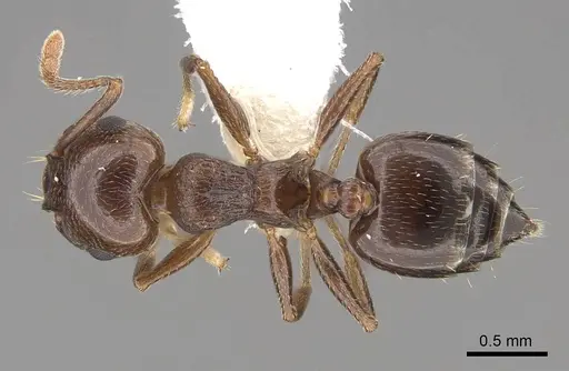 Crematogaster emeryana specimen CASENT0922729 image casent0922729_1