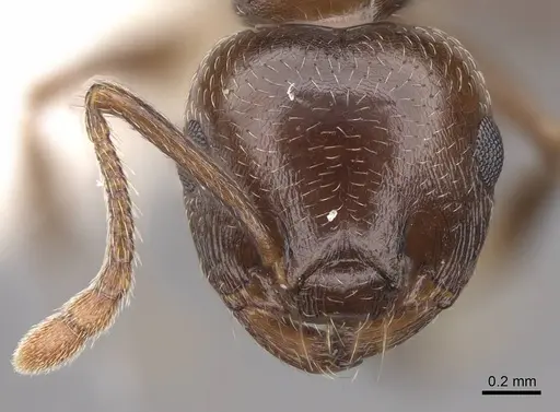 Crematogaster emeryana specimen CASENT0922729 image casent0922729_2