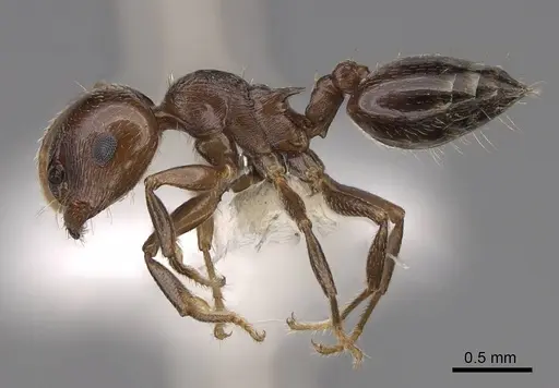 Crematogaster emeryana specimen CASENT0922729 image casent0922729_3