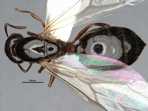 Crematogaster emeryana specimen CASENT4031314 image casent4031314_1