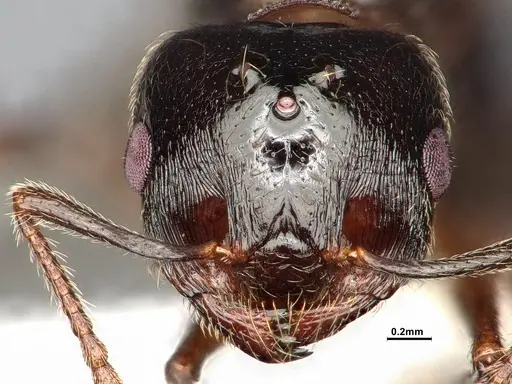 Crematogaster emeryana specimen CASENT4031314 image casent4031314_2