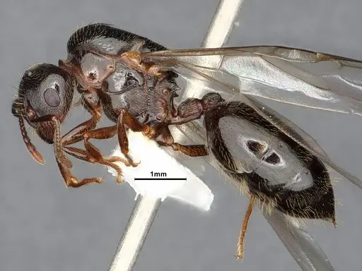 Crematogaster emeryana specimen CASENT4031314 image casent4031314_4