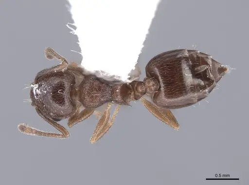 Crematogaster emeryana specimen FMNHINS0000062948 image fmnhins0000062948_1