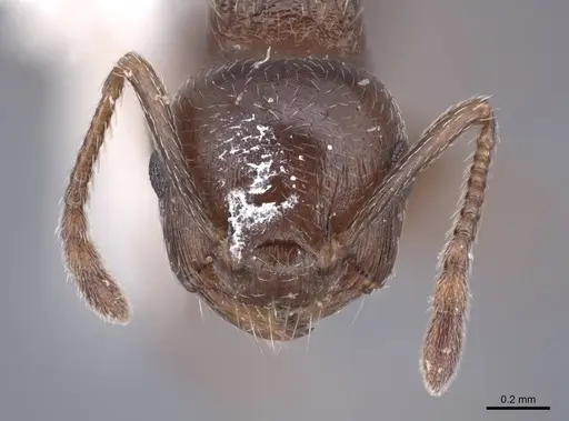 Crematogaster emeryana specimen FMNHINS0000062948 image fmnhins0000062948_2