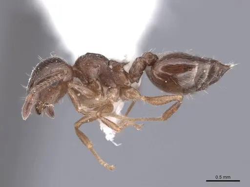 Crematogaster emeryana specimen FMNHINS0000062948 image fmnhins0000062948_3