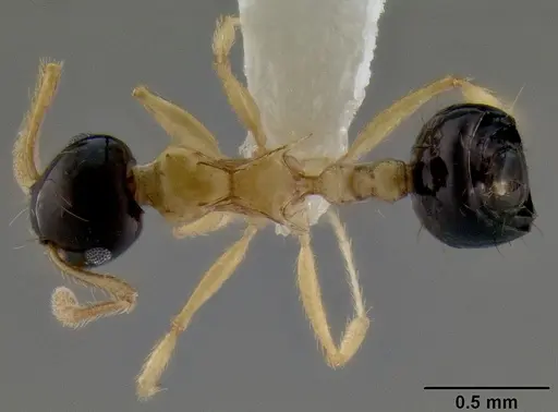 Crematogaster emeryi specimen CASENT0193805 image casent0193805_1