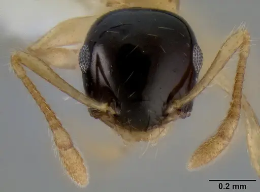 Crematogaster emeryi specimen CASENT0193805 image casent0193805_2