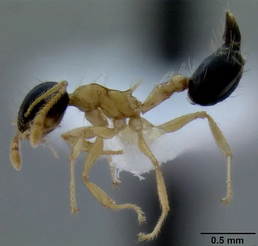 Crematogaster emeryi specimen CASENT0193805 image casent0193805_3