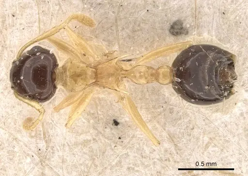 Crematogaster emeryi specimen CASENT0908386 image casent0908386_1