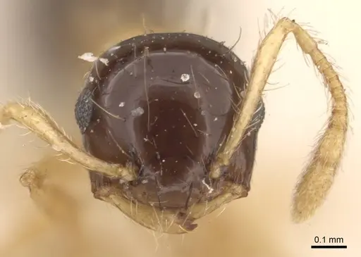 Crematogaster emeryi specimen CASENT0908386 image casent0908386_2
