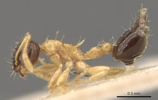 Crematogaster emeryi specimen CASENT0908386 image casent0908386_3