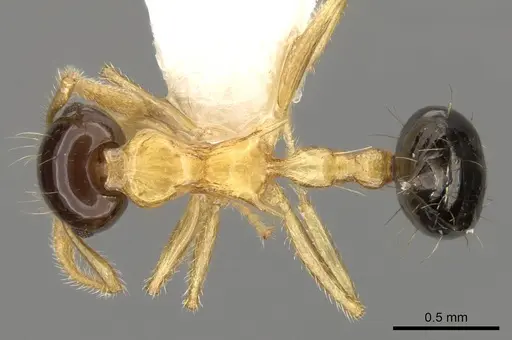 Crematogaster emeryi specimen CASENT0914536 image casent0914536_1