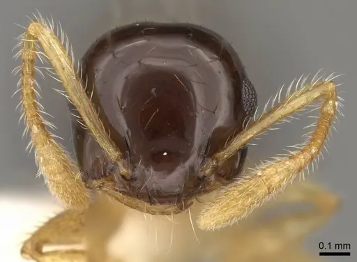 Crematogaster emeryi specimen CASENT0914536 image casent0914536_2