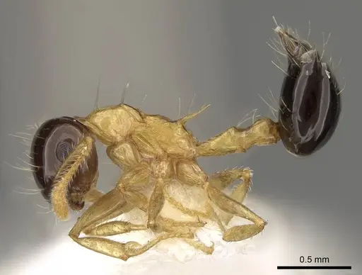 Crematogaster emeryi specimen CASENT0914536 image casent0914536_3