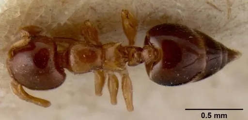 Crematogaster enneamera specimen CASENT0171213 image casent0171213_1