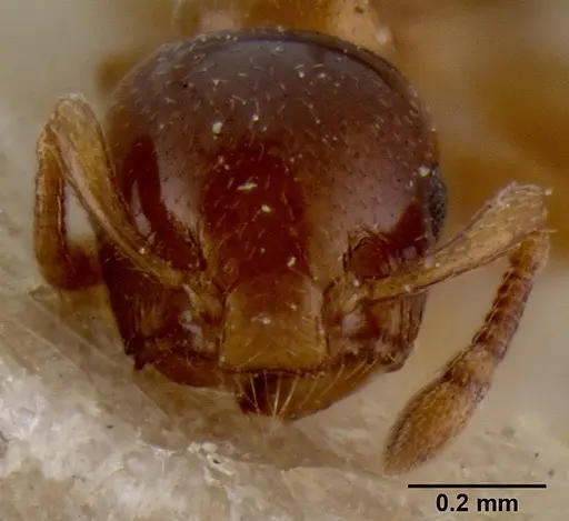 Crematogaster enneamera specimen CASENT0171213 image casent0171213_2