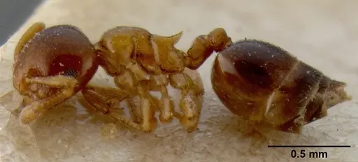 Crematogaster enneamera specimen CASENT0171213 image casent0171213_3
