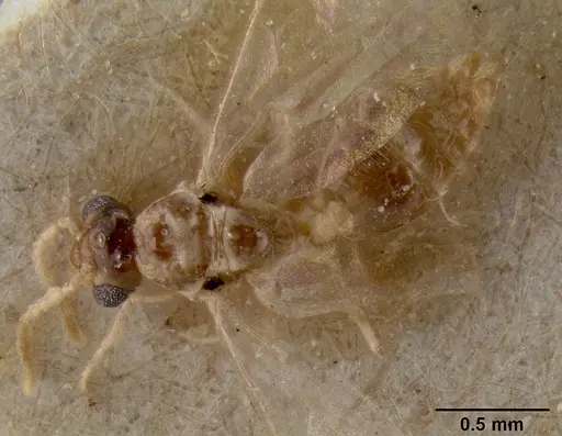 Crematogaster enneamera specimen CASENT0171214 image casent0171214_1