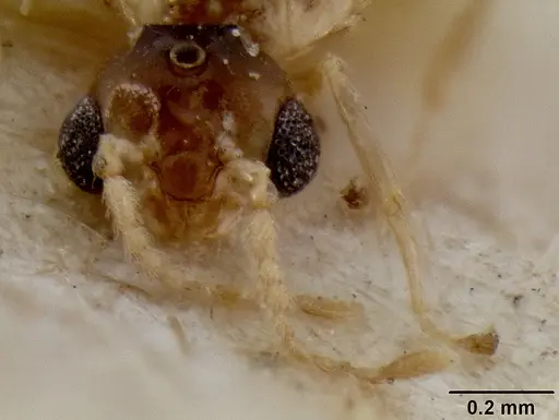 Crematogaster enneamera specimen CASENT0171214 image casent0171214_2