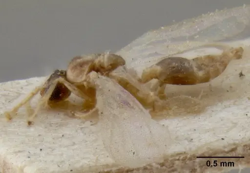 Crematogaster enneamera specimen CASENT0171214 image casent0171214_3