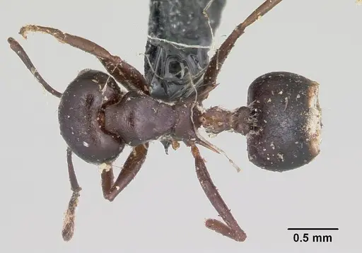 Crematogaster ensifera specimen CASENT0101631 image casent0101631_1