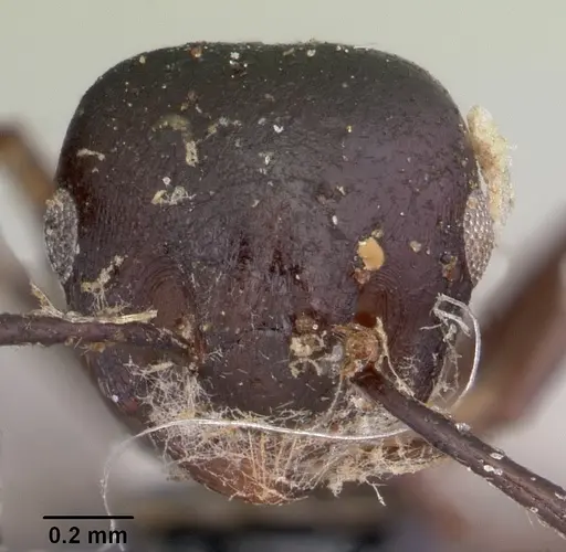 Crematogaster ensifera specimen CASENT0101631 image casent0101631_2
