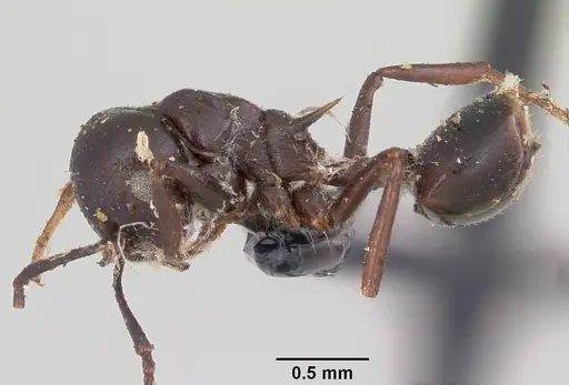 Crematogaster ensifera specimen CASENT0101631 image casent0101631_3