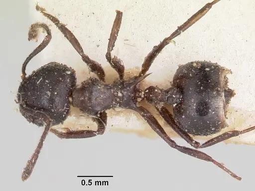 Crematogaster ensifera specimen CASENT0101790 image casent0101790_1