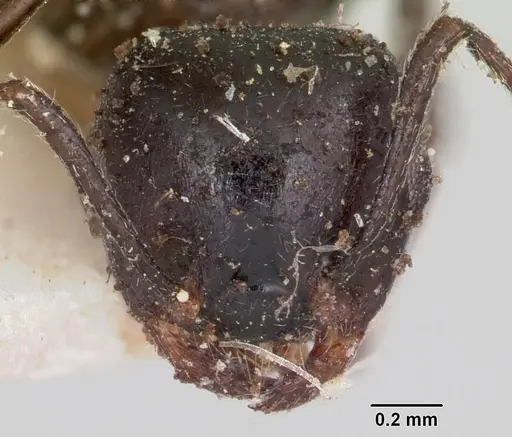 Crematogaster ensifera specimen CASENT0101790 image casent0101790_2