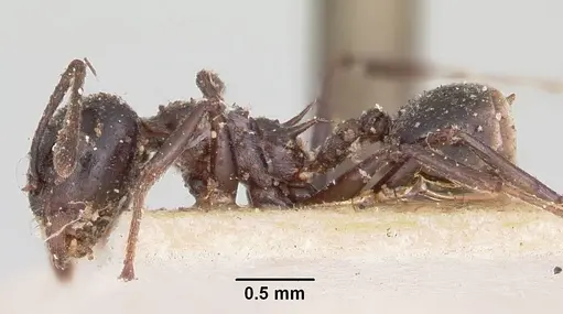Crematogaster ensifera specimen CASENT0101790 image casent0101790_3