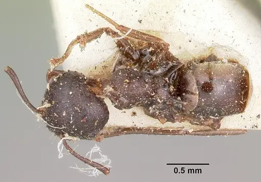 Crematogaster ensifera specimen CASENT0104587 image casent0104587_1