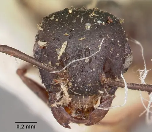 Crematogaster ensifera specimen CASENT0104587 image casent0104587_2
