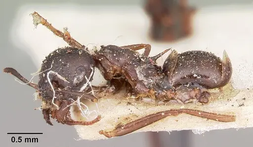Crematogaster ensifera specimen CASENT0104587 image casent0104587_3