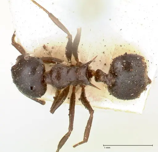 Crematogaster ensifera specimen FOCOL0652 image focol0652_1