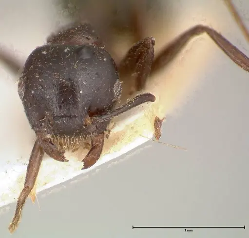 Crematogaster ensifera specimen FOCOL0652 image focol0652_2