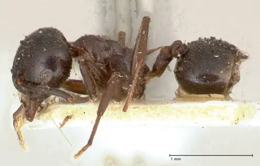 Crematogaster ensifera specimen FOCOL0652 image focol0652_3
