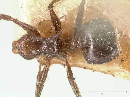 Crematogaster ensifera specimen FOCOL0697-1 image focol0697-1_1