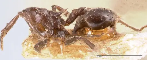 Crematogaster ensifera specimen FOCOL0697-1 image focol0697-1_2