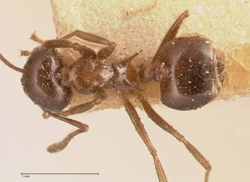 Crematogaster ensifera specimen FOCOL0697-2 image focol0697-2_1