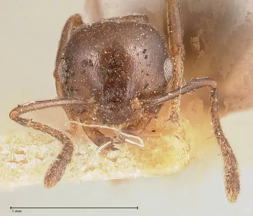 Crematogaster ensifera specimen FOCOL0697-2 image focol0697-2_2