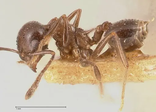 Crematogaster ensifera specimen FOCOL0697-2 image focol0697-2_3