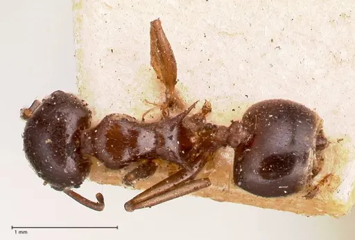Crematogaster ensifera specimen FOCOL0781 image focol0781_1