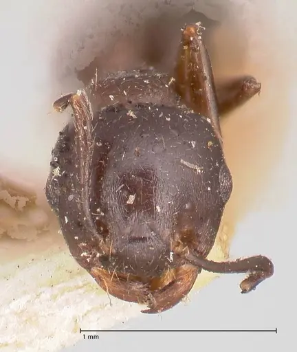 Crematogaster ensifera specimen FOCOL0781 image focol0781_2
