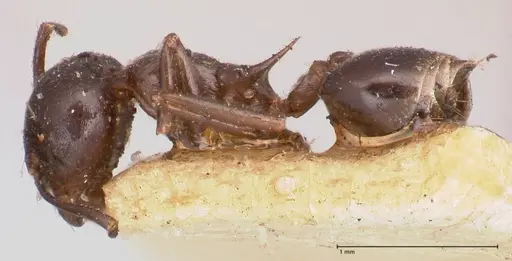 Crematogaster ensifera specimen FOCOL0781 image focol0781_3