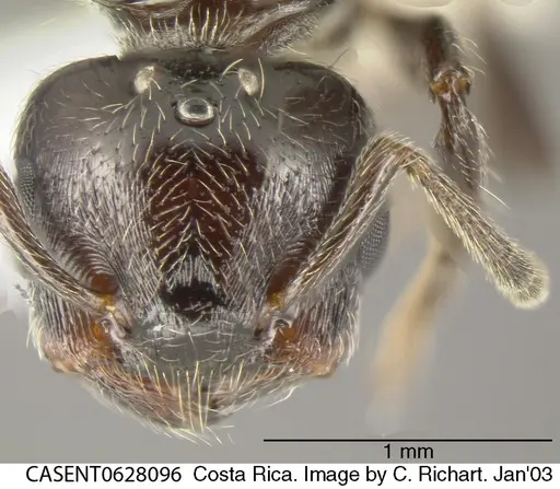 Crematogaster erecta specimen CASENT0628096 image casent0628096_1